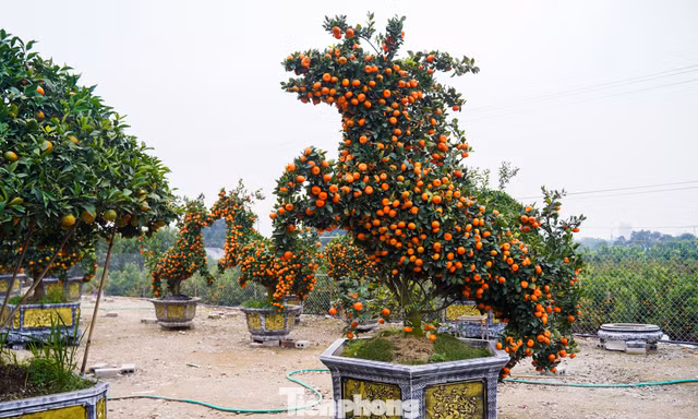 Độc lạ quýt hình ngựa có giá hàng chục triệu đồng ở thủ phủ cây cảnh Hưng Yên