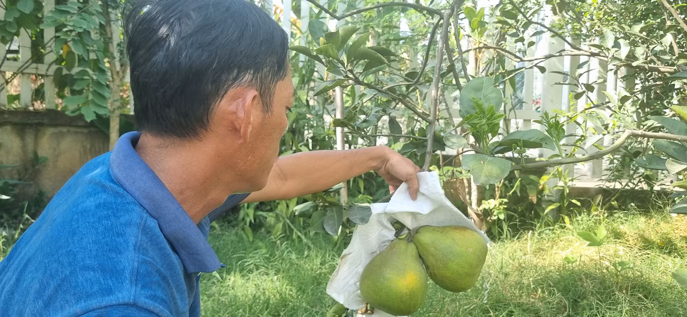 Người dân Tân Triều chăm sóc bưởi cho vụ bưởi tết