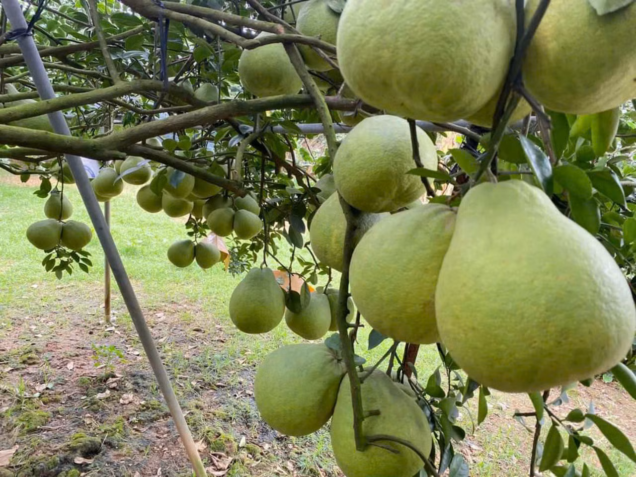 Một vườn bưởi ở làng Tân Triều