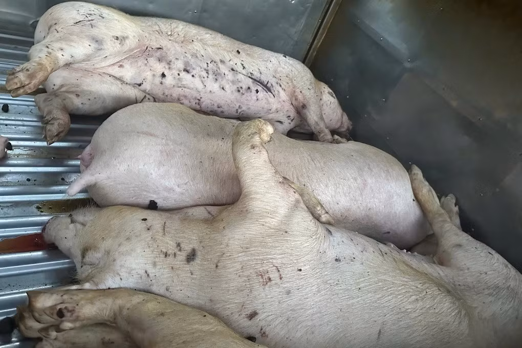 Ngày 4/6, Công an tỉnh Quảng Trị cho biết, đang phối hợp xử lý vụ việc phát hiện 9 con heo chết, không rõ nguồn gốc tại một lò mổ trên địa bàn. Ảnh: Công an cung cấp.