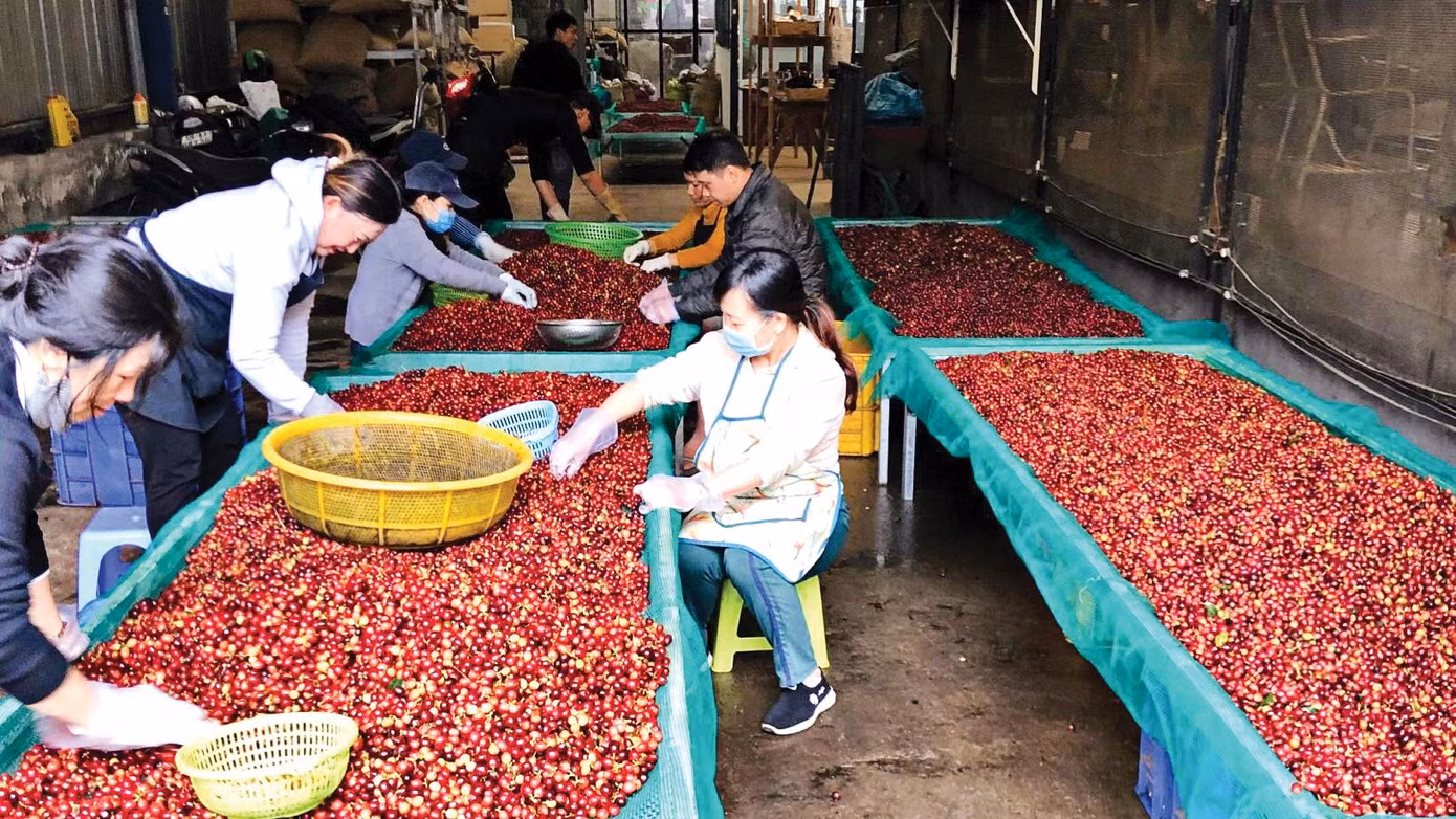 Giá cà phê “lao dốc không phanh” từ đầu tháng 5 đến nay. Ảnh minh họa: IT.