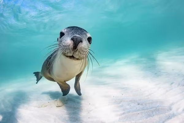 Bức ảnh của nhà nhiếp ảnh Úc Brooke Pyke, chiến thắng trong hạng mục Female Fifty Fathoms Award tại cuộc thi Ocean Photographer of the Year 2022. Một con sư tử biển vui tươi nhìn hình ảnh phản chiếu của nó trong ống kính máy ảnh của Brooke.