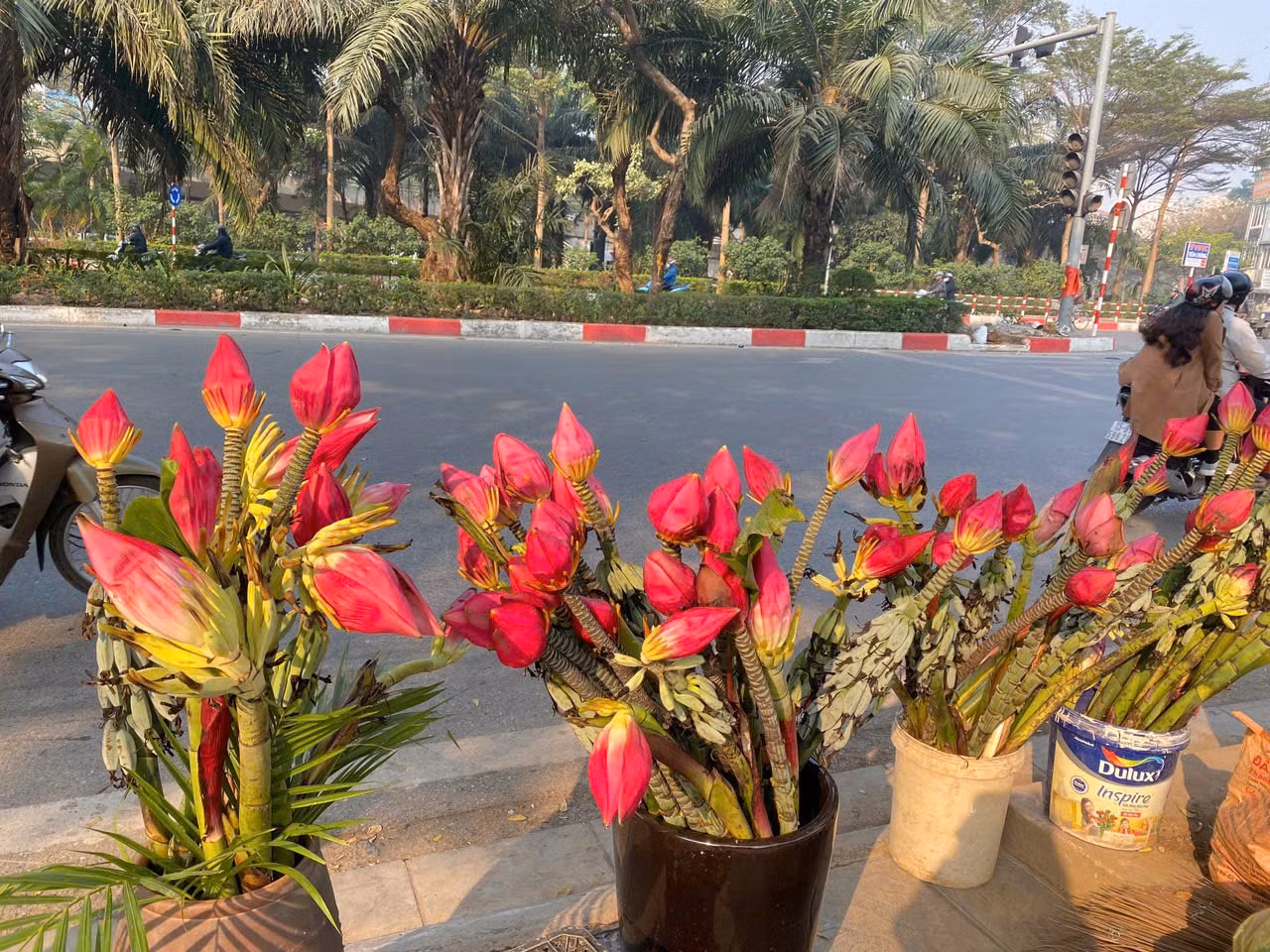 Ngoài các loại hoa truyền thống, năm nay anh Tuân - một chủ cửa hàng hoa tại ngã tư đường Bưởi giao với Hoàng Hoa Thám - đã nhập thêm hoa chuối đỏ, đây là loài hoa đặc trưng của vùng cao Tây Bắc. Theo anh Tuân, hoa chuối đỏ có màu sắc bắt mắt, lạ lẫm dễ trưng bày trong không gian Tết, dự báo sẽ thu hút nhiều khách hàng.