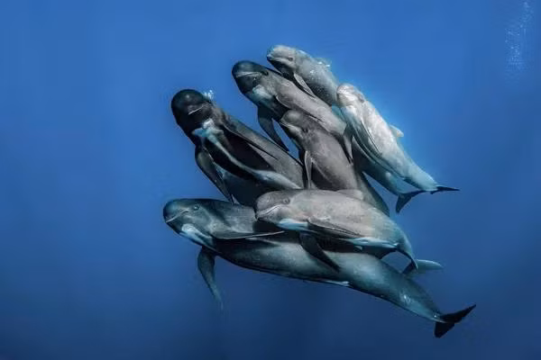 Bức ảnh của nhà nhiếp ảnh Tây Ban Nha Rafael Fernandez Caballero, chiến thắng trong hạng mục Ocean Wildlife Photographer of the Year tại cuộc thi Ocean Photographer of the Year 2022. Một đàn cá voi tạo dáng chụp ảnh chân dung gia đình.