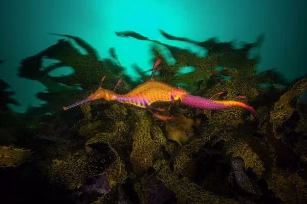 Bức ảnh của nhà nhiếp ảnh Úc Matty Smith, chiến thắng trong hạng mục Portfolio tại cuộc thi Ocean Photographer of the Year 2022. Một con rồng biển lá mang thai.