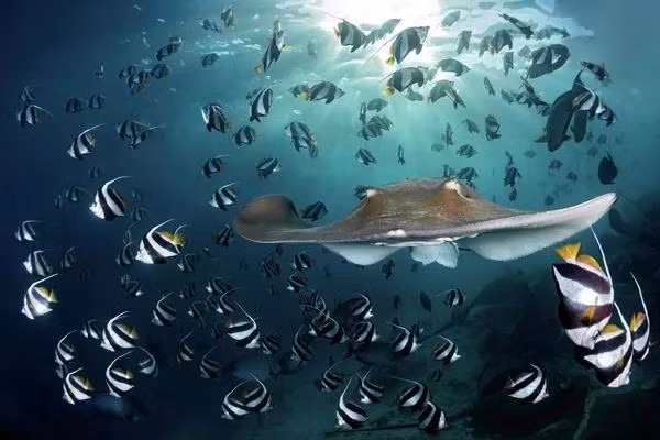 Bức ảnh của nhà nhiếp ảnh Đức Andreas Schmid, giải hai trong hạng mục Conservation Photographer of the Year (HOPE) tại cuộc thi Ocean Photographer of the Year 2022. Một con cá roi hồng bơi giữa những con cá cờ nhỏ.