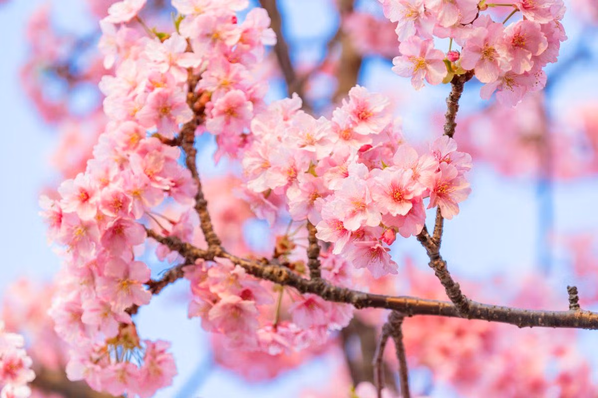 Nhật Bản là một trong những đất nước có mùa xuân đẹp nhất thế giới với khung cảnh thần tiên của sắc hoa anh đào.