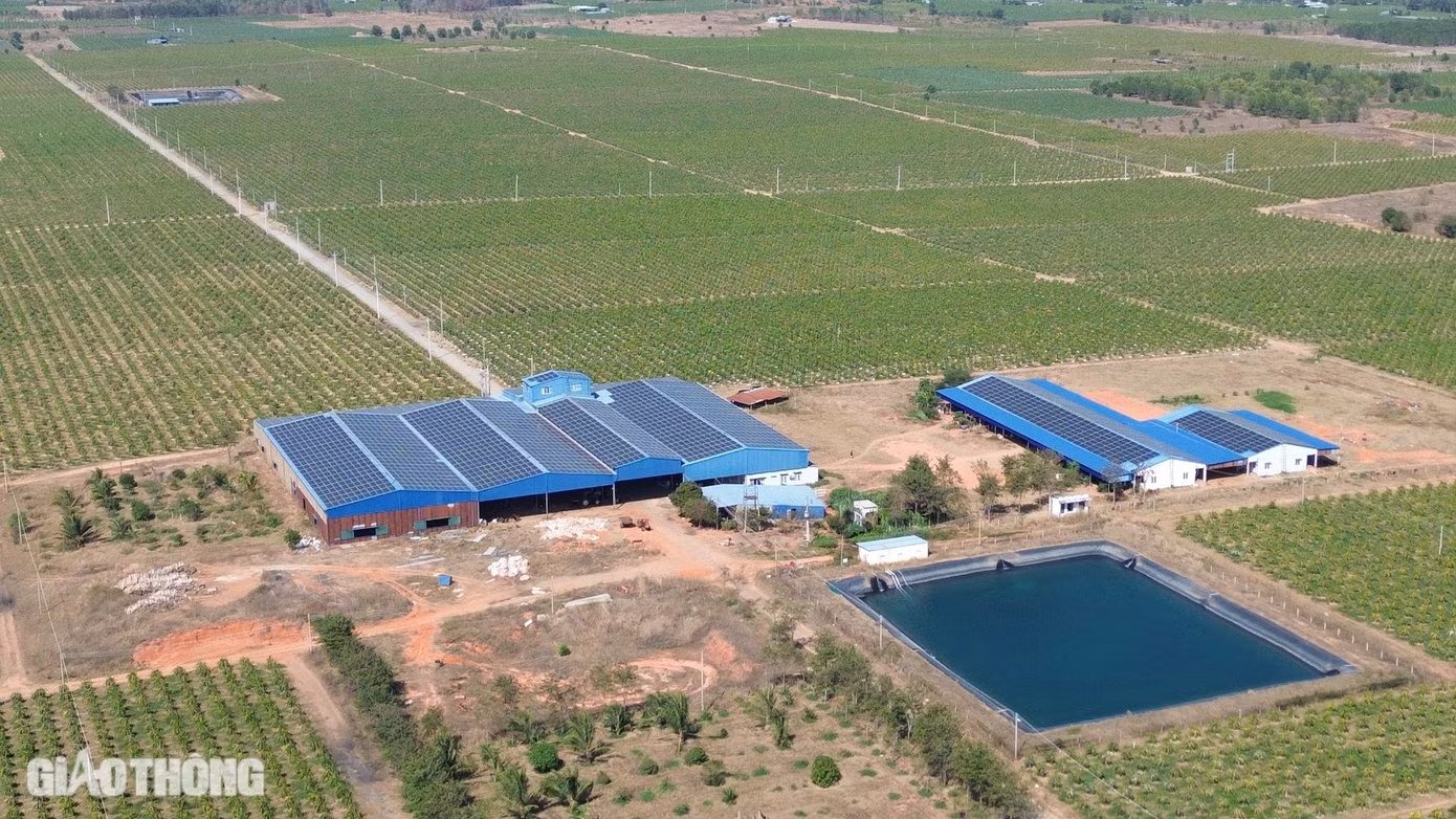 Dọc hai bên tuyến là những trang trại, vườn thanh long ở Hàm Thuận Nam - thủ phủ thanh long của tỉnh Bình Thuận.