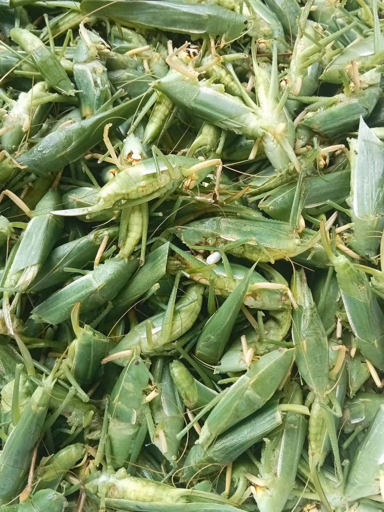 Muồm muỗm xanh.