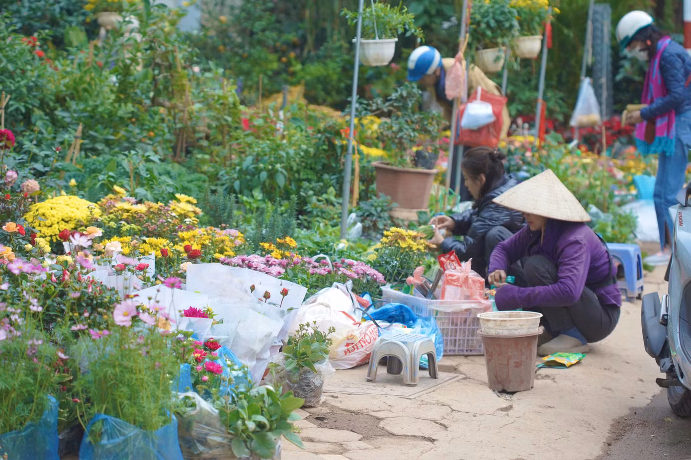 Khoảng một tháng nay, phố cây cảnh bắt đầu bày bán đủ loại cây và hoa phục vụ Tết, từ những cành đào thắm sắc, quất vàng sum suê, đến những giỏ lan hồ điệp, hoa hồng, và nhiều loài hoa đặc trưng khác. Các tiểu thương cẩn thận bài trí từng chậu hoa, từng cây cảnh để khách hàng dễ dàng lựa chọn.