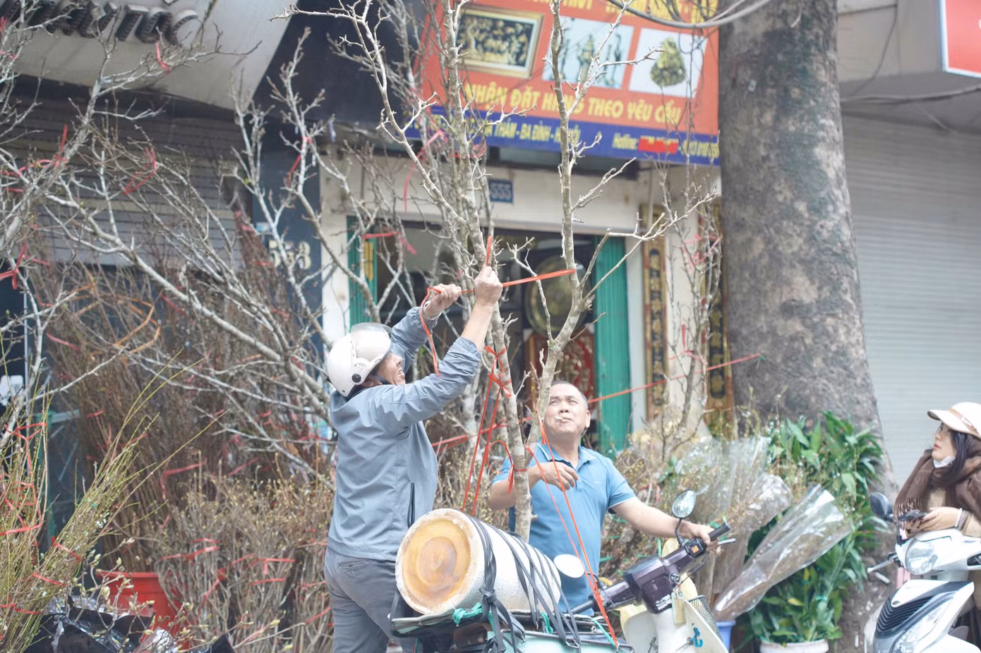 Các cành đào dăm, mận dăm cũng đã được bày bán, mang đến thêm nhiều lựa chọn cho khách hàng muốn trang trí nhà cửa theo phong cách truyền thống.
