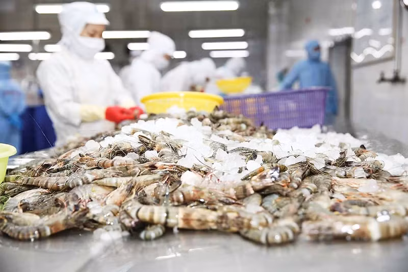 Việt Nam đặt mục tiêu đạt kim ngạch xuất khẩu tôm đạt 4-4,3 tỷ USD. Ảnh minh họa: IT.