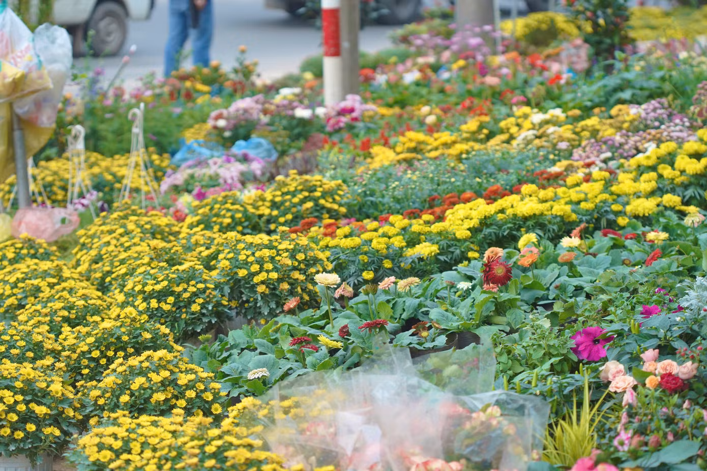 Mỗi dịp Tết đến, phố cây cảnh như khoác thêm một lớp áo sặc sỡ sắc màu.