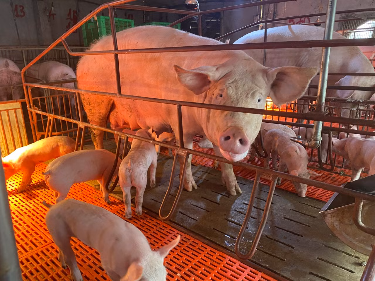 Giá lợn khó tăng nếu công tác phòng dịch bệnh được thực hiện. Giá lợn khó tăng nếu công tác phòng dịch bệnh được thực hiện.