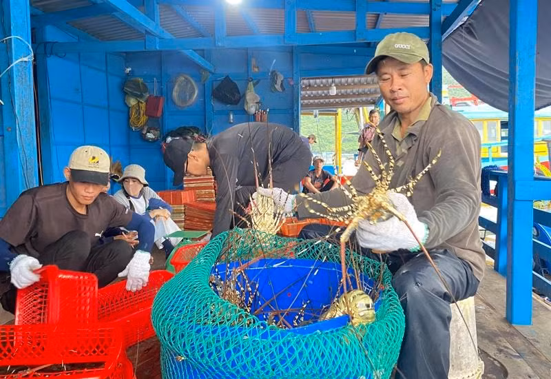 Tôm Việt Nam ‘lên ngôi’ tại Trung Quốc. Ảnh minh họa: IT.