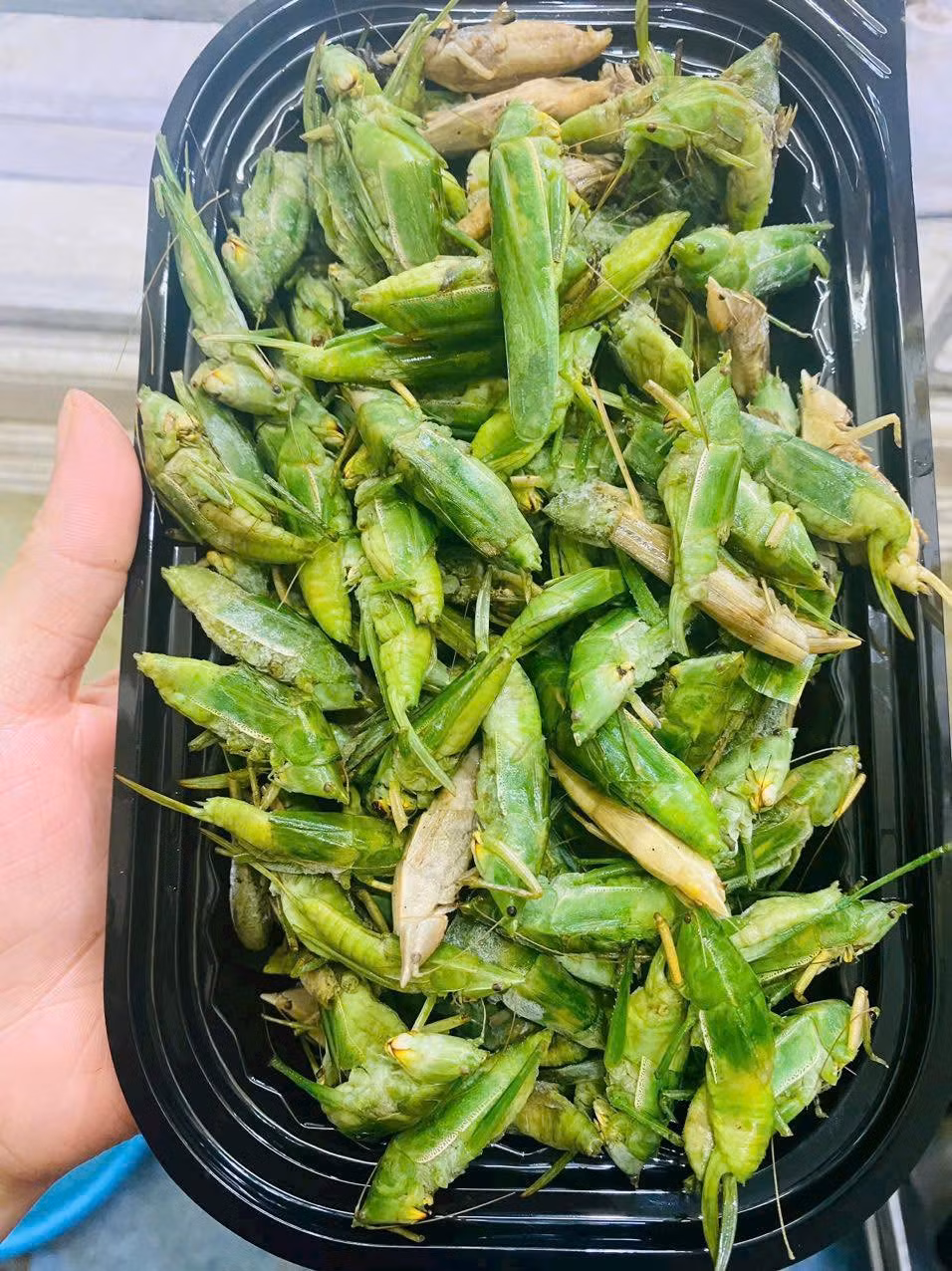 Muồm muỗm được cấp đông ngay khi còn sống để kéo dài thời gian bảo quản, giúp vận chuyển tới các tỉnh thành xa.