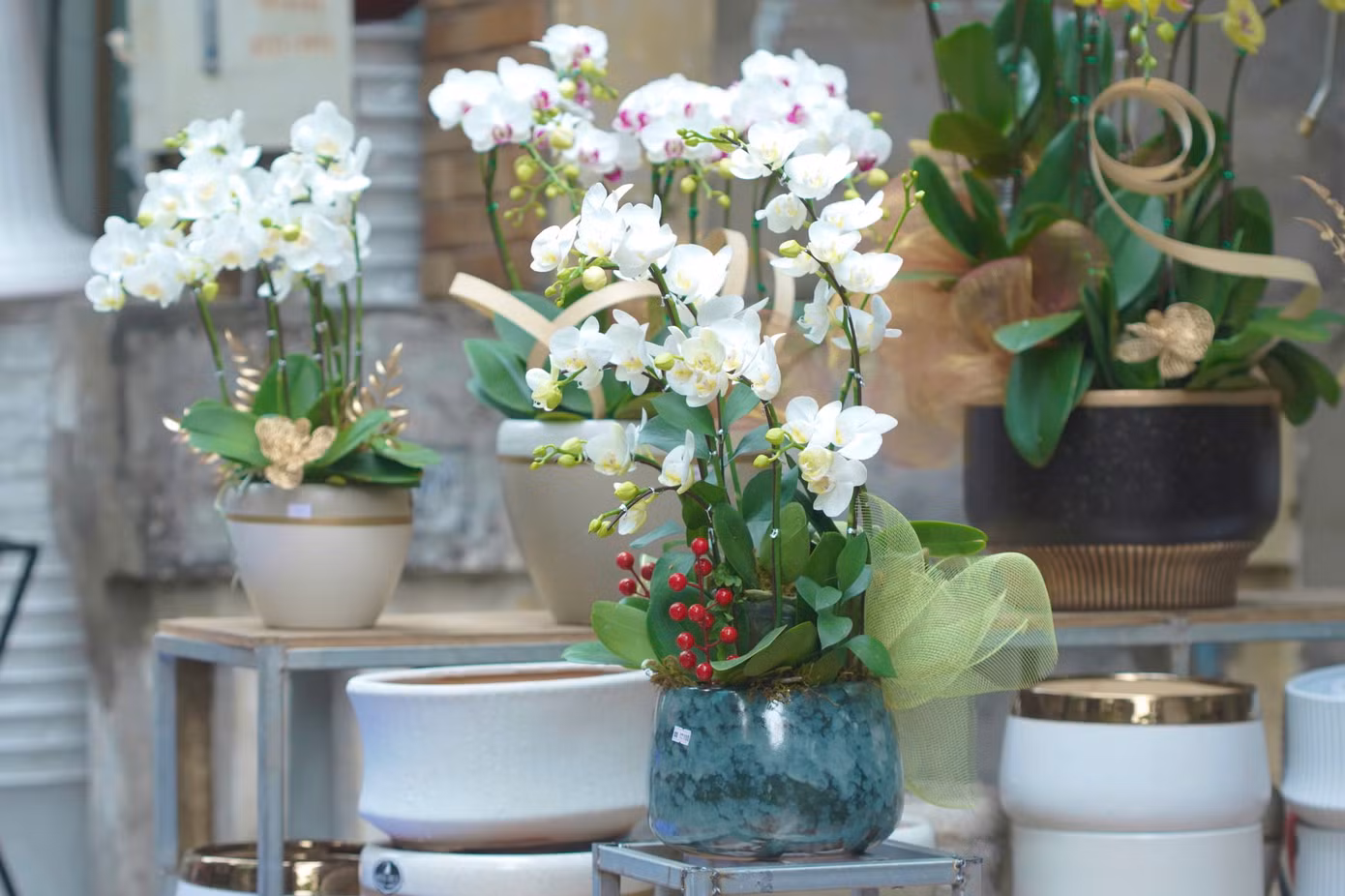 Các cây bonsai hay giỏ lan cao cấp có thể lên đến hàng chục triệu đồng phù hợp với những nhà có không gian lớn.