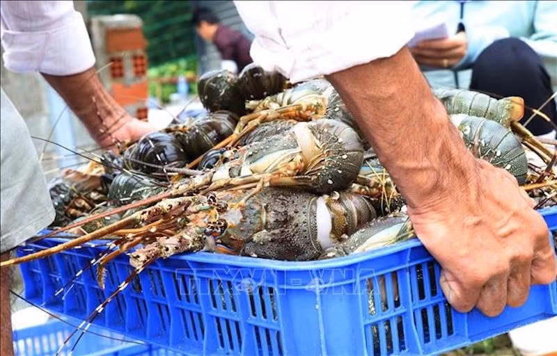 Xuất khẩu tôm sang Trung Quốc tăng mạnh. Ảnh: TTXVN.