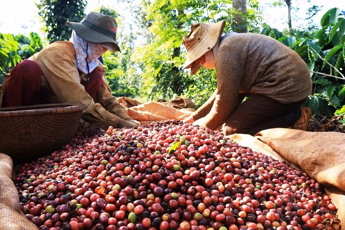 Xuất khẩu Arabica bất ngờ tăng mạnh. Ảnh minh họa: IT.