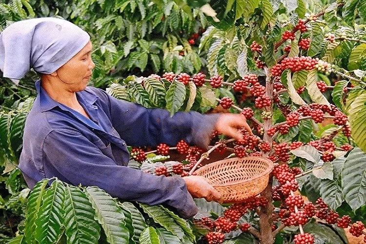 Giá cà phê Việt Nam xuất khẩu đạt mức cao nhất từ trước đến nay. Ảnh minh họa: IT.