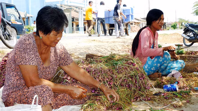 Bóc vỏ hành tím - một trong những công đoạn khiến nhiều người dân ở xã Vĩnh Phước, thị xã Vĩnh Châu dễ bị mù mắt - Ảnh: Đ.Triều (Tuổi Trẻ)