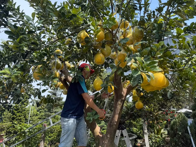 Tháo bọc từng trái bưởi