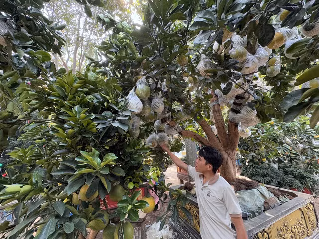 Cây bưởi có đến 70% là trái thật, còn 30% là trái ghép