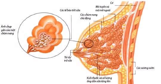 Bài thuốc chữa tắc tia sữa hiệu quả ảnh 1