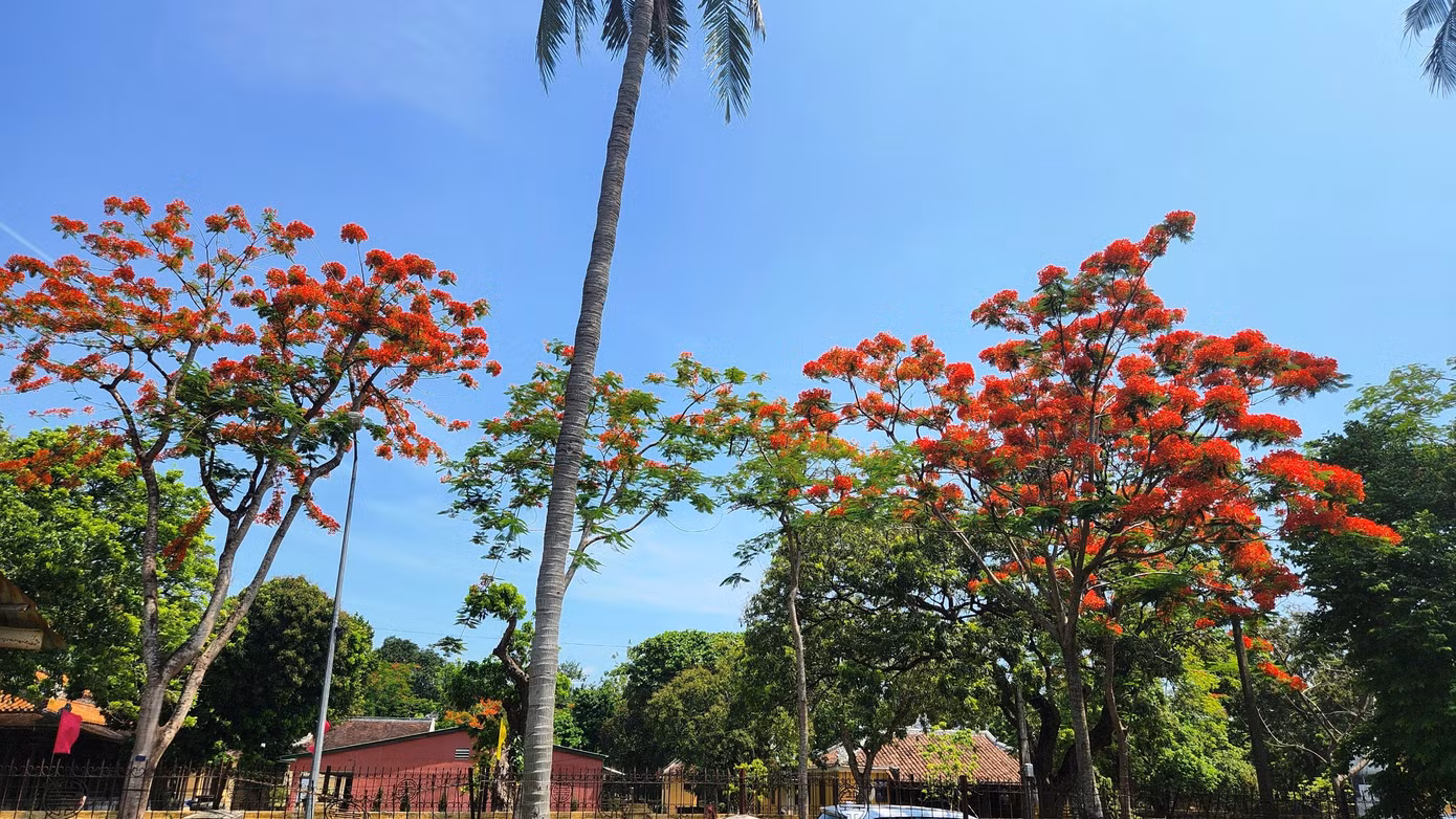Có thể chiêm ngưỡng hoa phượng đỏ ở bất kỳ nơi đâu tại Huế, từ đường phố, trường học đến những điểm di tích. Ảnh: Ngọc Văn