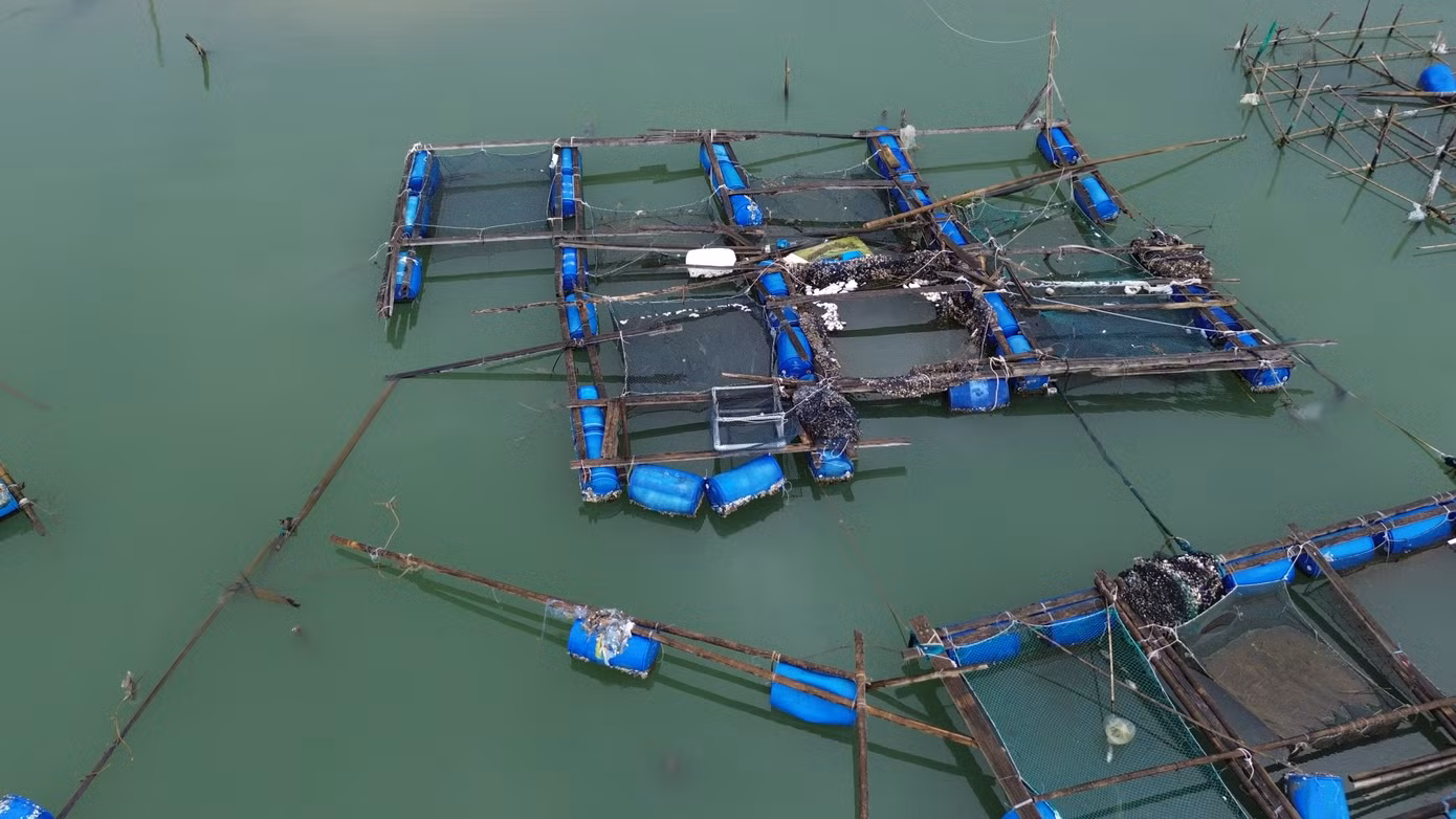 Trước mùa mưa bão, do đầu ra tiêu thụ cá nuôi trên địa bàn Lăng Cô gặp khó khăn, cá thu hoạch bán chậm nên lượng thủy sản nuôi ở các lồng bè còn tồn đọng nhiều. “Nhà cửa bị bão tàn phá, lồng nuôi rách nát, cá nuôi ở vùng nước mặn không chỉ bị thất thoát ra ngoài khi bị sóng đánh, mà số còn lại trong những khu lồng lành lặn không thể sống được do bị ngạt nước, sốc ngọt. Người nuôi cá chịu thiệt đơn, thiệt kép. Cá đã đến kỳ thu hoạch nhưng giờ không còn gì nữa, mỗi lồng nuôi của gia đình tôi bị thiệt hại hơn 100 triệu đồng", ông Thọ than.