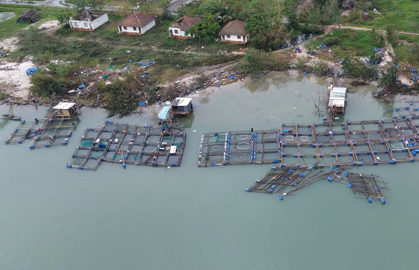 Trước mùa mưa bão, do đầu ra tiêu thụ cá nuôi trên địa bàn Lăng Cô gặp khó khăn, cá thu hoạch bán chậm nên lượng thủy sản nuôi ở các lồng bè còn tồn đọng nhiều. “Nhà cửa bị bão tàn phá, lồng nuôi rách nát, cá nuôi ở vùng nước mặn không chỉ bị thất thoát ra ngoài khi bị sóng đánh, mà số còn lại trong những khu lồng lành lặn không thể sống được do bị ngạt nước, sốc ngọt. Người nuôi cá chịu thiệt đơn, thiệt kép. Cá đã đến kỳ thu hoạch nhưng giờ không còn gì nữa, mỗi lồng nuôi của gia đình tôi bị thiệt hại hơn 100 triệu đồng", ông Thọ than.
