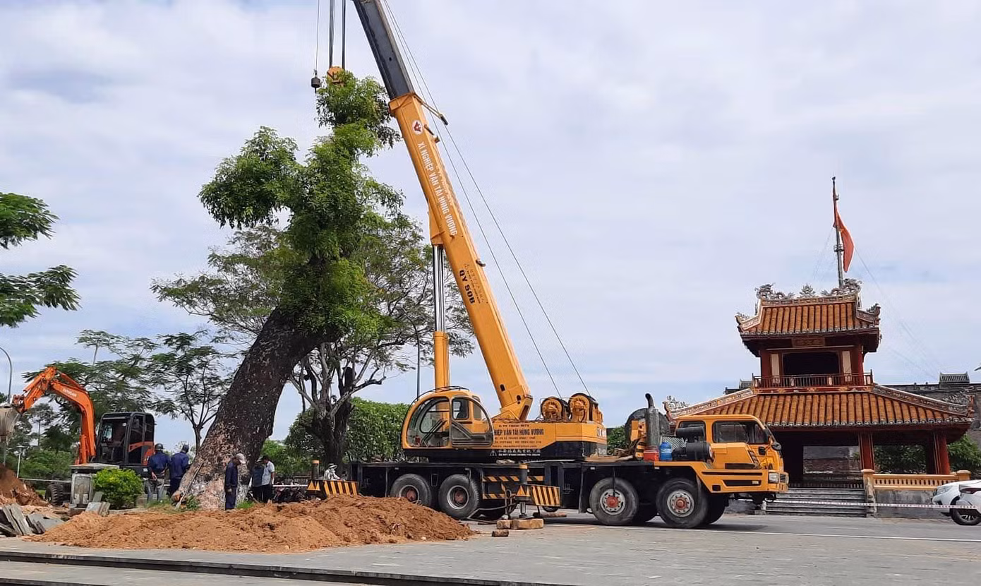 Đây là lần đầu tiên, Trung tâm Công viên Cây xanh Huế tổ chức di dời cổ thụ 100 tuổi giữa mùa nắng nóng. Ảnh: Tám Quang