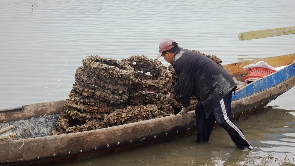 Hồi kết cho nghề nuôi hàu 'lạ lùng' bằng vỏ lốp cao su ảnh 2