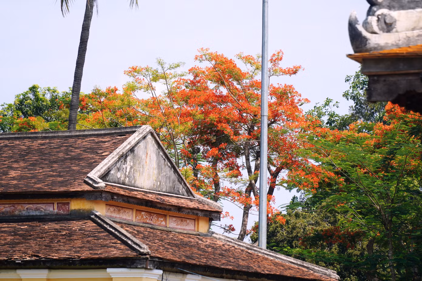 Hoa phượng “cháy hết mình” vào những ngày hè, cùng tiếng ve râm ran khiến cho những di tích xưa cổ xứ Huế như dịu đi vẻ u tịch, trầm mặc, tĩnh lặng. Ảnh: Ngọc Văn