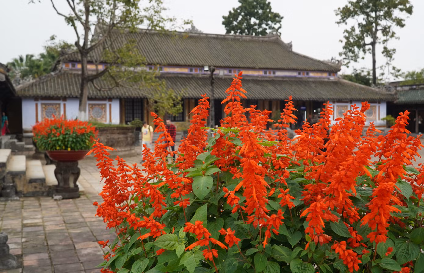 Hoa Xuân là thứ không thể thiếu trong Đại nội Huế dịp Tết.