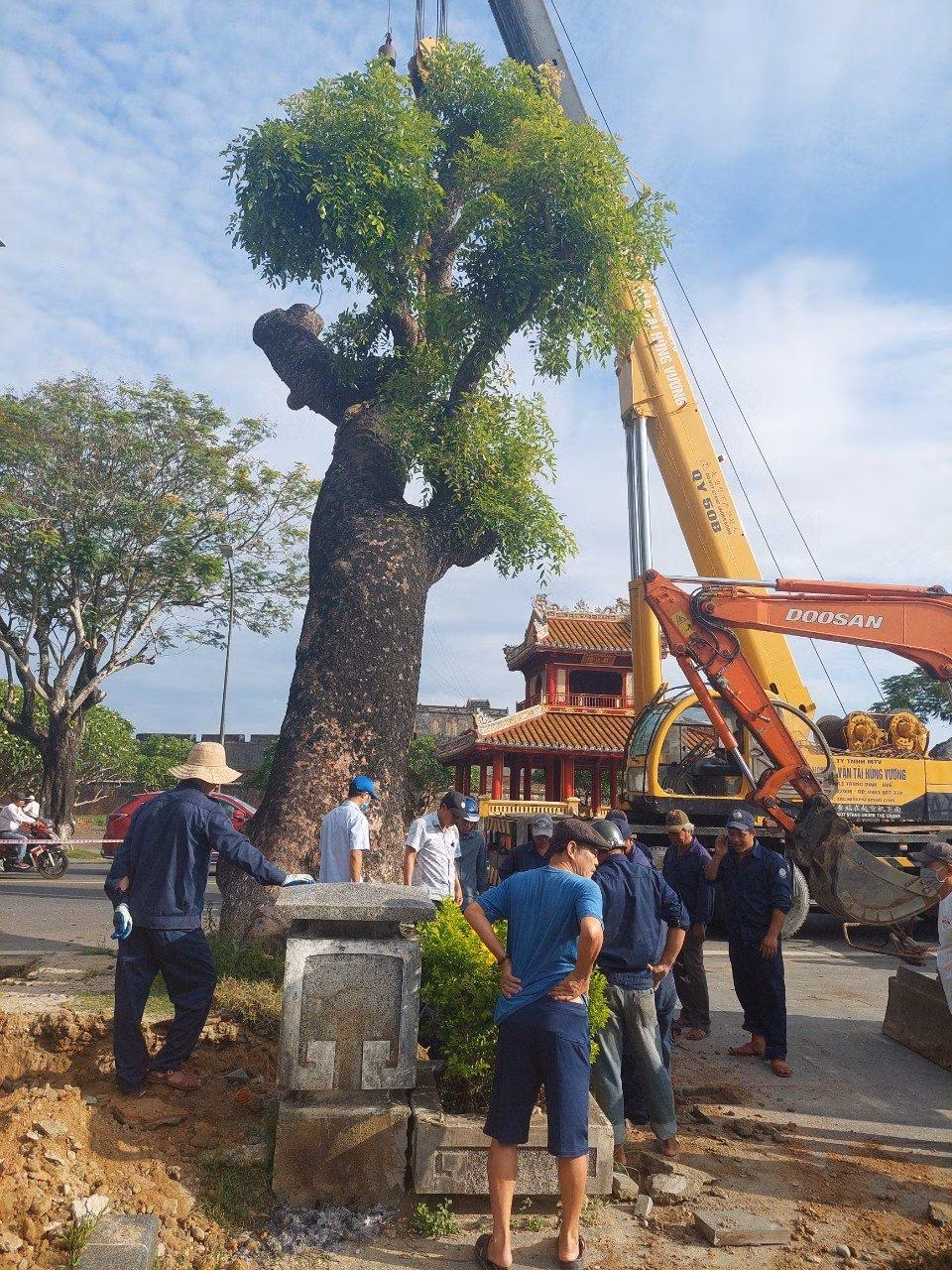 Trung tâm Công viên Cây xanh Huế đã có những tính toán cẩn thận và huy động nhiều phương tiện cơ giới, nhân công để trục bứng an toàn cây xanh và trồng lại bảo đảm duy trì tốt sự sống của cây. Ảnh: Tám Quang
