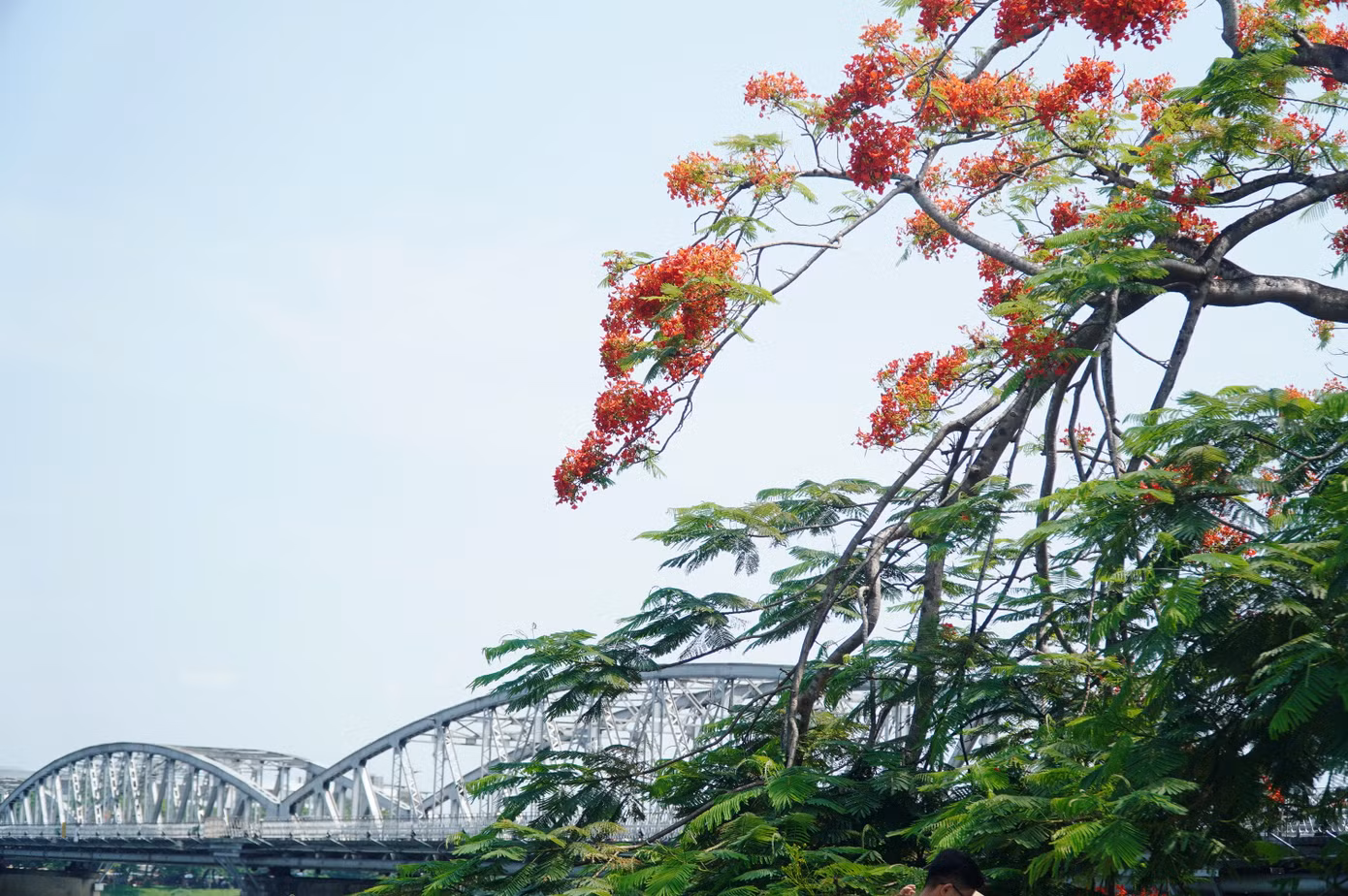 Nhiều năm nay, cây phượng vĩ bên cầu Trường Tiền trở nên nổi tiếng, trở thành điểm dừng chân, chụp hình lưu niệm của người dân Huế và du khách. Ảnh: Ngọc Văn