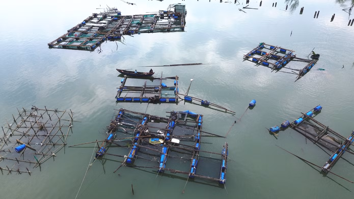 Ngư dân Nguyễn Văn Thạnh cho biết nuôi cá lồng ở Lăng Cô cho giá trị kinh tế cao nhưng chi phí đầu tư cũng khá lớn, chăm nuôi vất vả, tốn kém. Riêng tiền cá giống ban đầu cho mỗi lồng nuôi đã hơn 20 triệu đồng, chi phí thức ăn cho cá hàng ngày cũng trên dưới 2 triệu đồng. Sau khi bão đi qua, nhiều ngư dân nuôi cá lồng tại Lăng Cô như anh Thạnh bỗng chốc trắng tay, hiện chưa biết phải khôi phục sản xuất bằng cách nào vì bao nhiêu vốn liếng đã đổ hết vào các lồng cá.