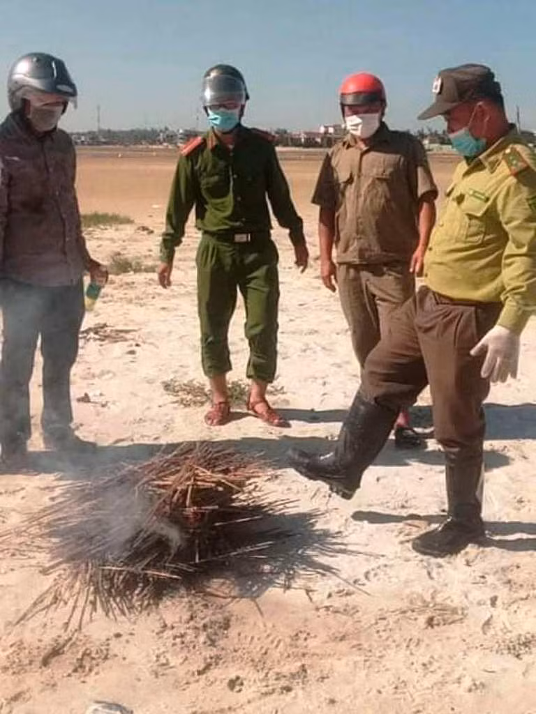 Thu gom, tiêu hủy hàng nghìn bẫy dính dùng để đánh bắt cò. Ảnh: Kiểm lâm TT-Huế