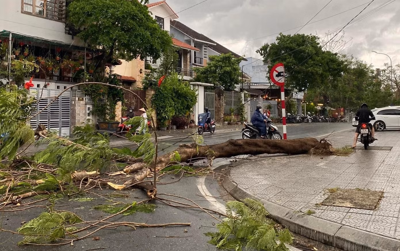 Cây xanh tại TP. Huế bị gió lốc quật đổ. Ảnh: Hà Nguyên