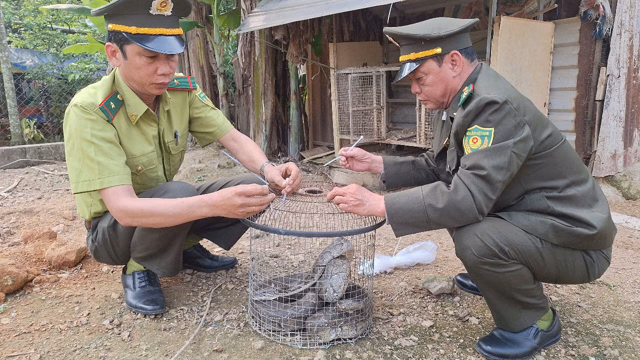 Cán bộ Hạt Kiểm lâm huyện Phú Lộc tiếp nhận cá thể trăn gấm quý hiếm do người dân tự nguyện giao nộp.