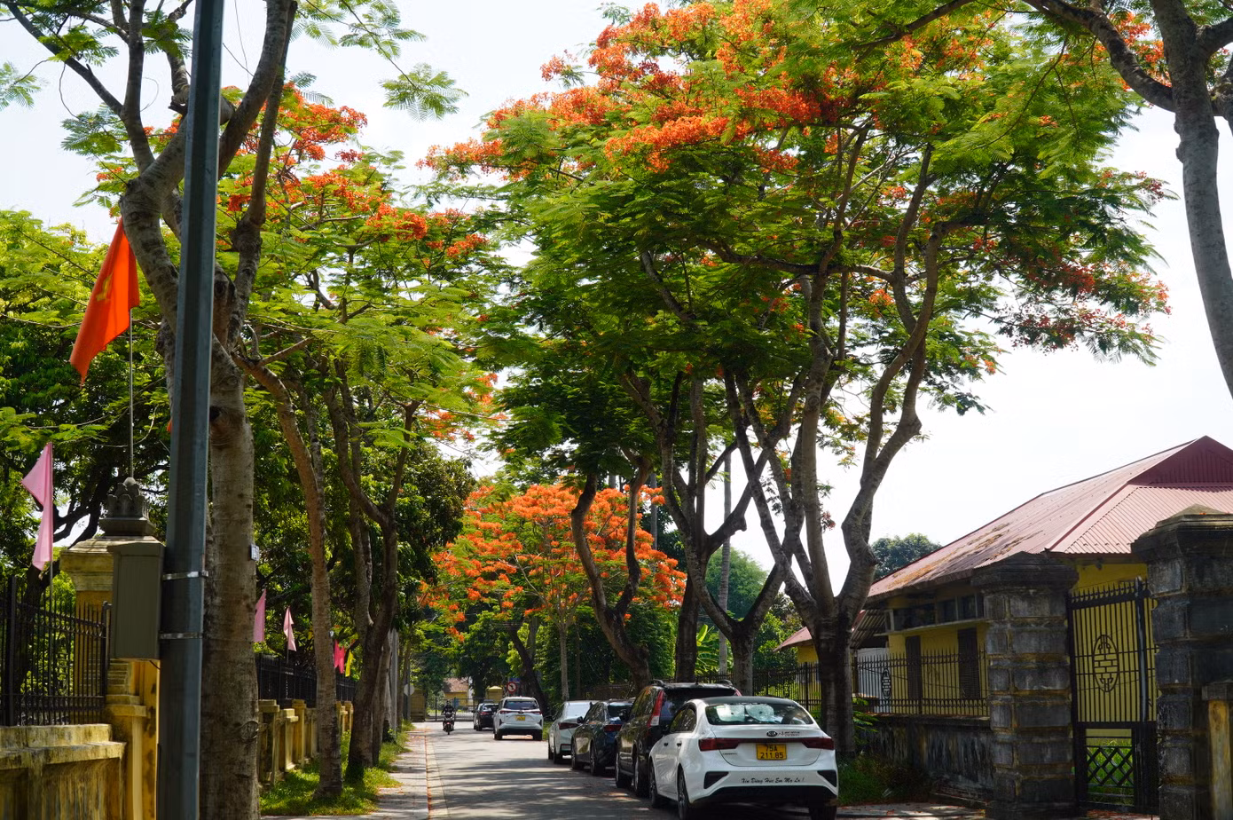 Những ngày này, hoa phượng vĩ đua nhau khoe sắc trên nhiều tuyến đường phố xứ Huế, điểm tô lên tấm áo xanh của thành phố những mảng màu đỏ thắm đầy nhớ nhung và hoài niệm. Ảnh: Ngọc Văn