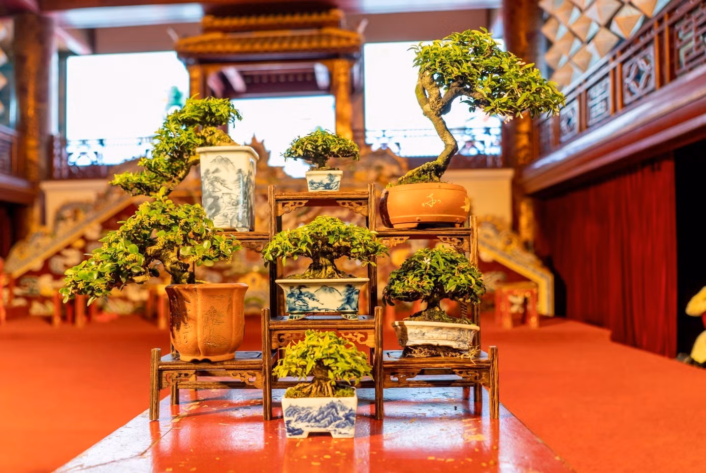 Tại không gian Hoàng cung - Đại nội Huế đang diễn ra triển lãm “Cây kiểng, hoa phong lan ba miền năm 2023” và nhằm phục vụ du khách tham quan Huế dịp nghỉ lễ 30/4, 1/5. Ảnh: TTBTDTCĐ Huế
