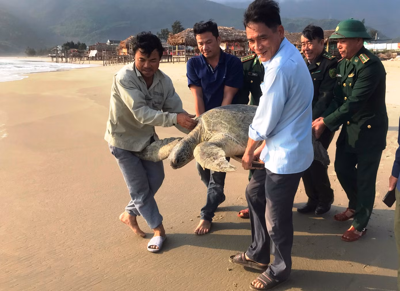 Cá thể rùa biển được ngư dân phát hiện mắc vào lưới thuộc họ vích quý hiếm, nằm trong sách Đỏ Việt Nam. Ảnh: BĐBP