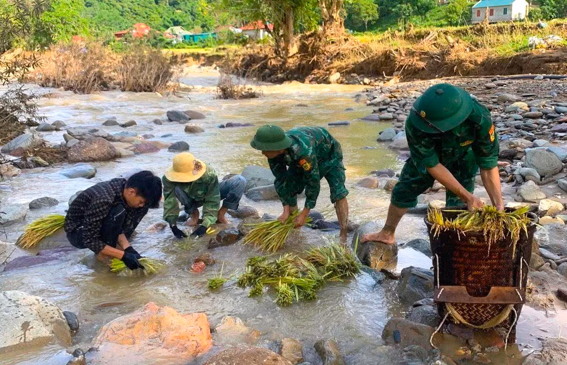 Nhiều diện tích lúa bị đất đá vùi lấp, các cán bộ chiến sĩ phải bới đất để thu hoạch lúa rồi mang ra suối để rửa.
