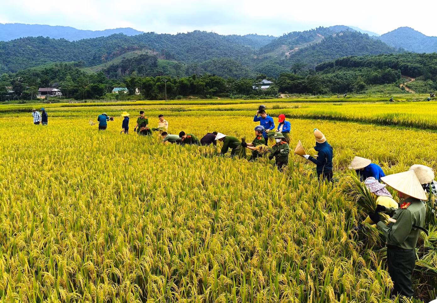 Trước tình hình đó, huyện Quế Phong, Trung tâm Dịch vụ Nông nghiệp huyện phối hợp cùng đoàn thanh niên huyện, chi đoàn Công an huyện tổ chức gặt lúa giúp người dân để thu hoạch tập trung, chủ động, tránh bị thiệt hại.
