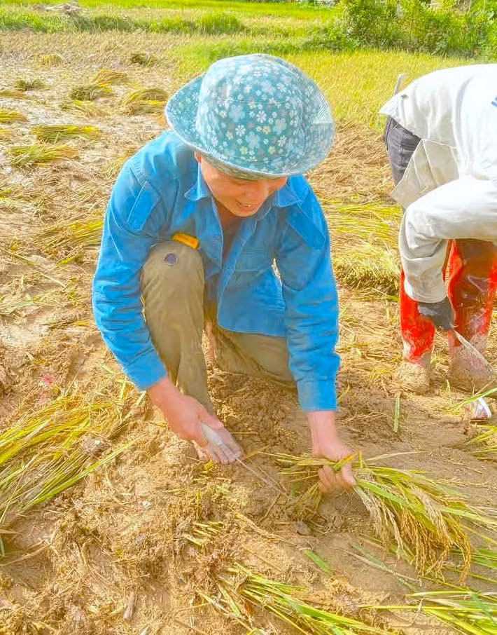 Sau khi lũ rút, người dân đã ra đồng bới bùn đất mong vớt vát những cây lúa chưa bị cuốn trôi.