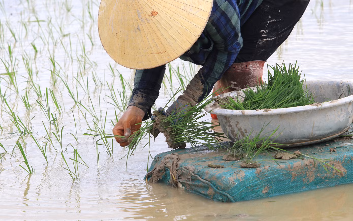 Ở những cánh đồng lầy lội, người thợ sẽ để mạ (lúa non) lên chậu, đặt trên miếng xốp rồi kéo trên ruộng để tiện cấy.