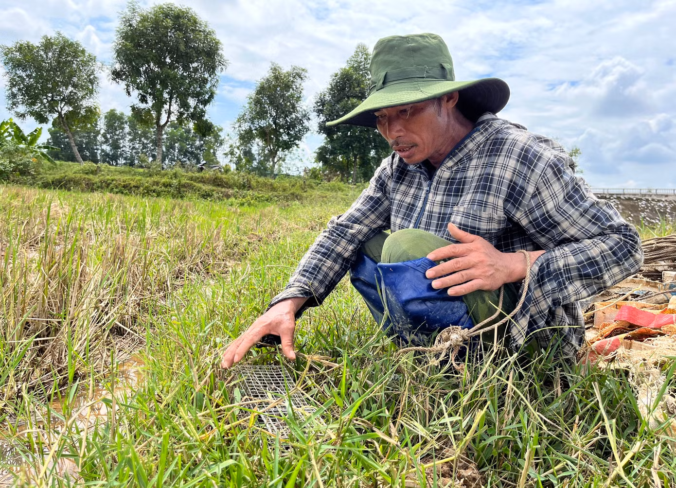 Thông thường người thợ sẽ đặt bẫy chuột vào ban đêm. Đến sáng hôm sau, những người thợ sẽ ra đi thu bẫy và gom chuột mang về bán cho thương lái.