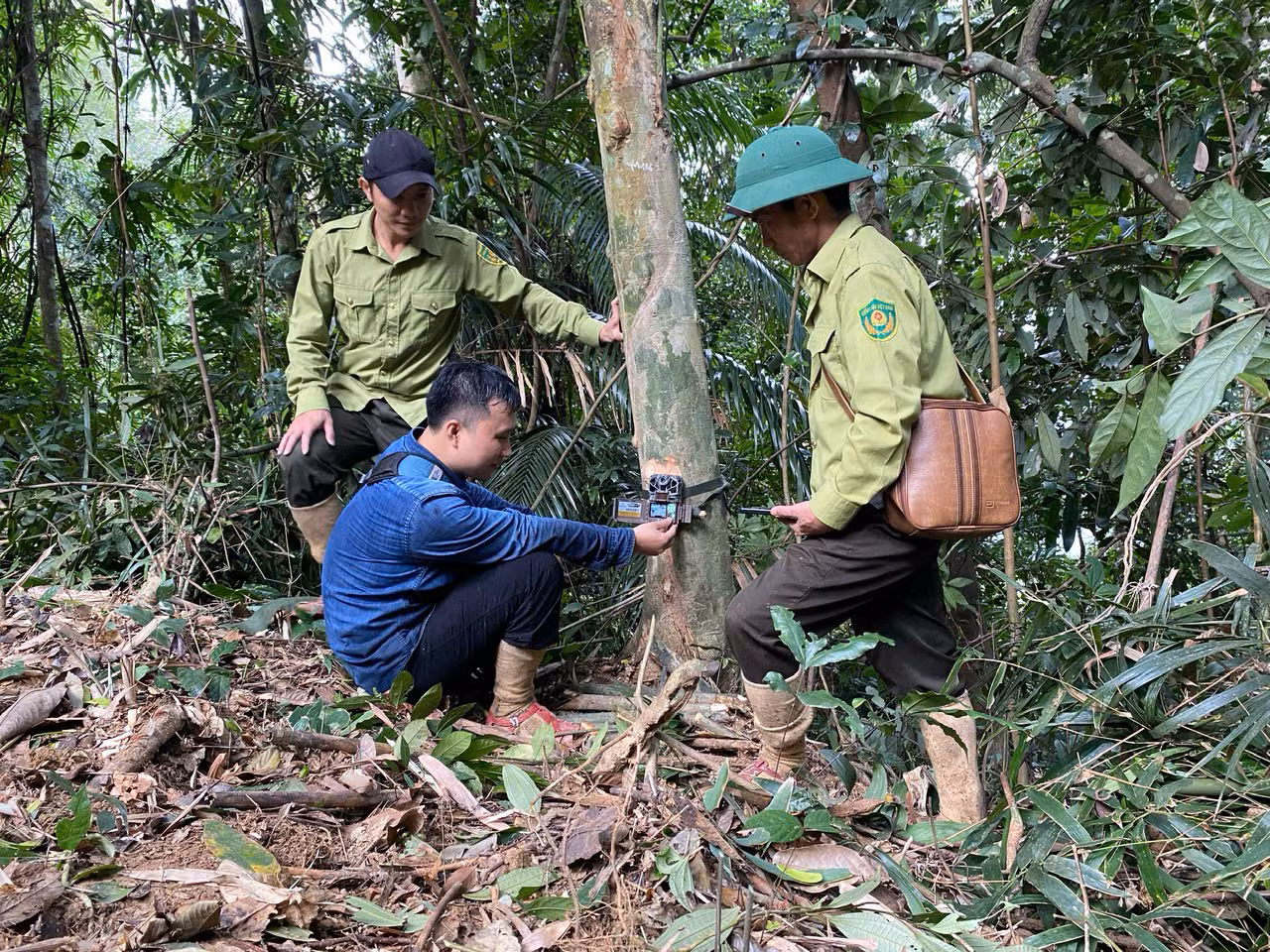 Để có thể phát hiện những loài động vật mới, các cán bộ kiểm lâm sẽ đặt bẫy ảnh trên một diện tích rộng, bao quát.